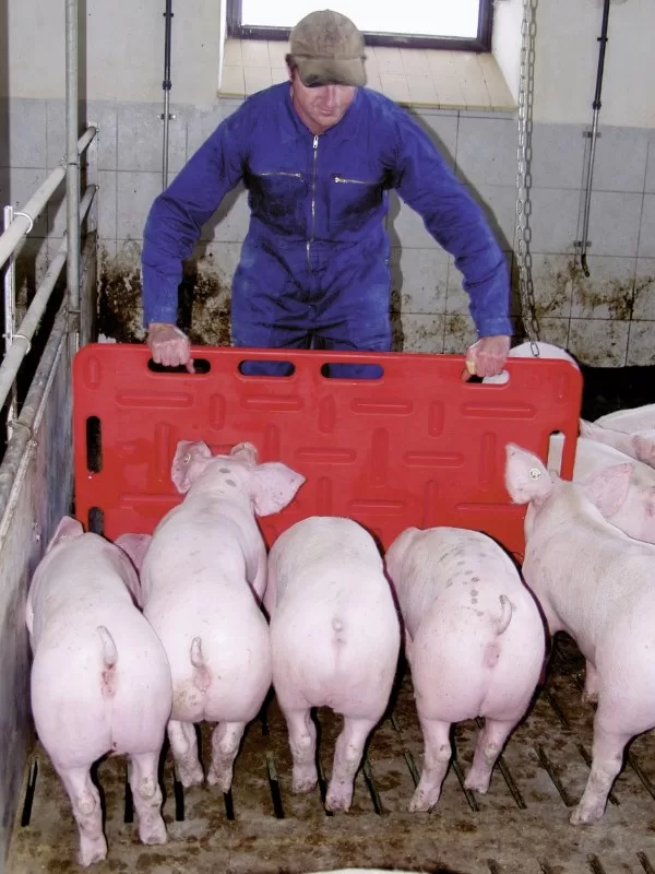Pig Board Herding / Driving Board for Pigs - Medium