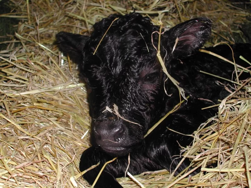 Calving