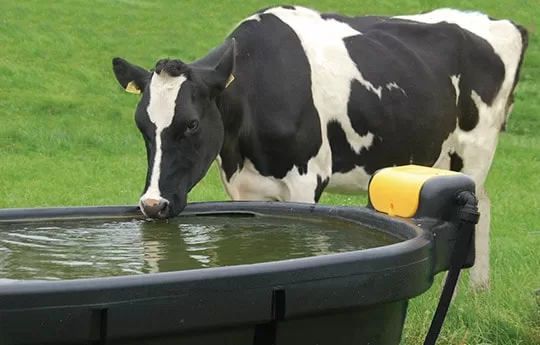 Feeders & Drinkers for Cattle