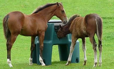 JFC Ringfort Foal Creep Feeder fcf01