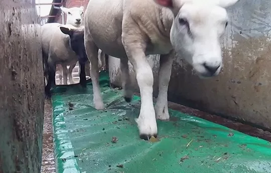 JFC Sheep Footbath / Foambath FBF01