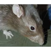Vermin Control
