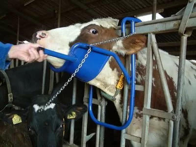 Vink Cattle Head Support