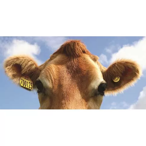 Tags & Identification