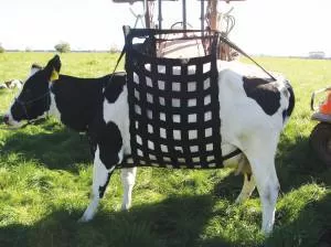 Cattle Handling