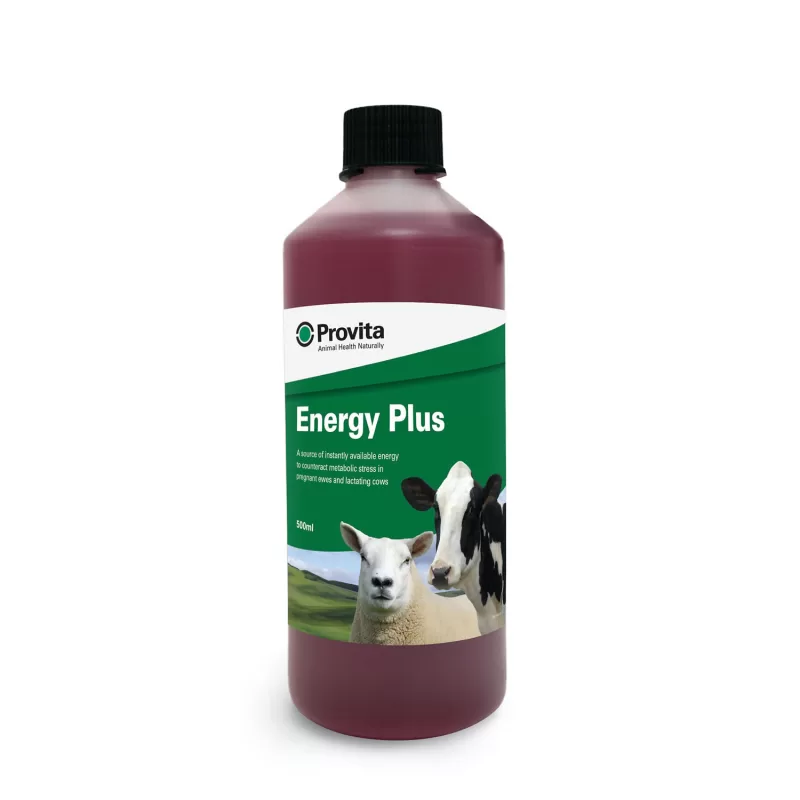 Provita Energy Plus for Ewes 500ml